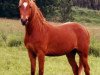 broodmare Jane (German Riding Pony, 1989, from Nordstar)