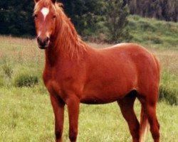 Zuchtstute Jane (Deutsches Reitpony, 1989, von Nordstar)