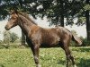 broodmare Joyce (German Riding Pony, 1996, from Henry)