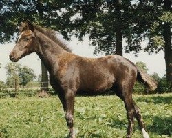 Zuchtstute Joyce (Deutsches Reitpony, 1996, von Henry)