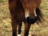 broodmare Judith (German Riding Pony, 1992, from Don Basilio)