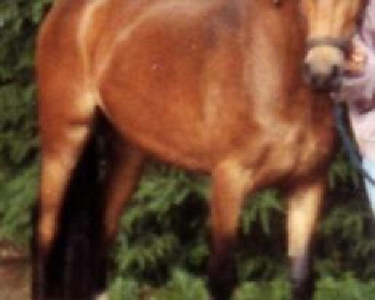 broodmare Julia (German Riding Pony, 1991, from Don Basilio)
