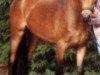 broodmare Julia (German Riding Pony, 1991, from Don Basilio)