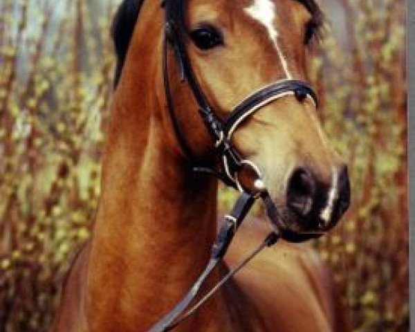 Pferd Bandos 6 (Deutsches Reitpony, 1990, von Bajadere ox)