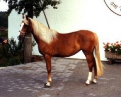 Zuchtstute Jassy (Deutsches Reitpony, 1989, von Bernstein)