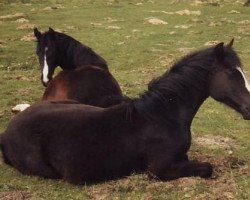 Zuchtstute Jana (Deutsches Reitpony, 1986, von Bernstein)