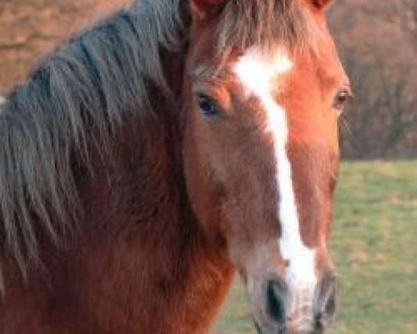 horse Ben Jasier (German Riding Pony, 1988, from Bernstein)