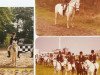 Zuchtstute Parwood Ioray (Welsh Pony (Sek.B), 1968, von Gredington Iolo)