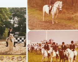 broodmare Parwood Ioray (Welsh-Pony (Section B), 1968, from Gredington Iolo)