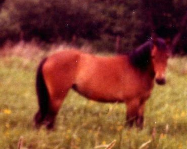 Zuchtstute Jutta (Welsh Pony (Sek.B), 1973, von Gaytime)