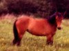Zuchtstute Jutta (Welsh Pony (Sek.B), 1973, von Gaytime)