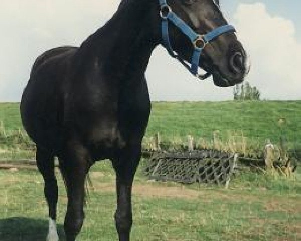 Zuchtstute Jatta (Deutsches Reitpony, 1985, von Bernstein)