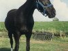 broodmare Jatta (German Riding Pony, 1985, from Bernstein)