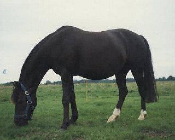 Zuchtstute Jadine (Welsh Pony (Sek.B), 1978, von Heros)