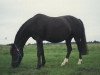 Zuchtstute Jadine (Welsh Pony (Sek.B), 1978, von Heros)