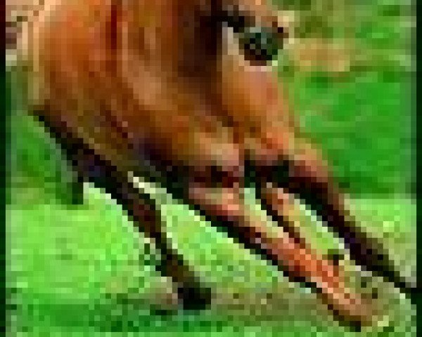 stallion Holly Golly Whiz (Quarter Horse, 1996, from Topsail Whiz)