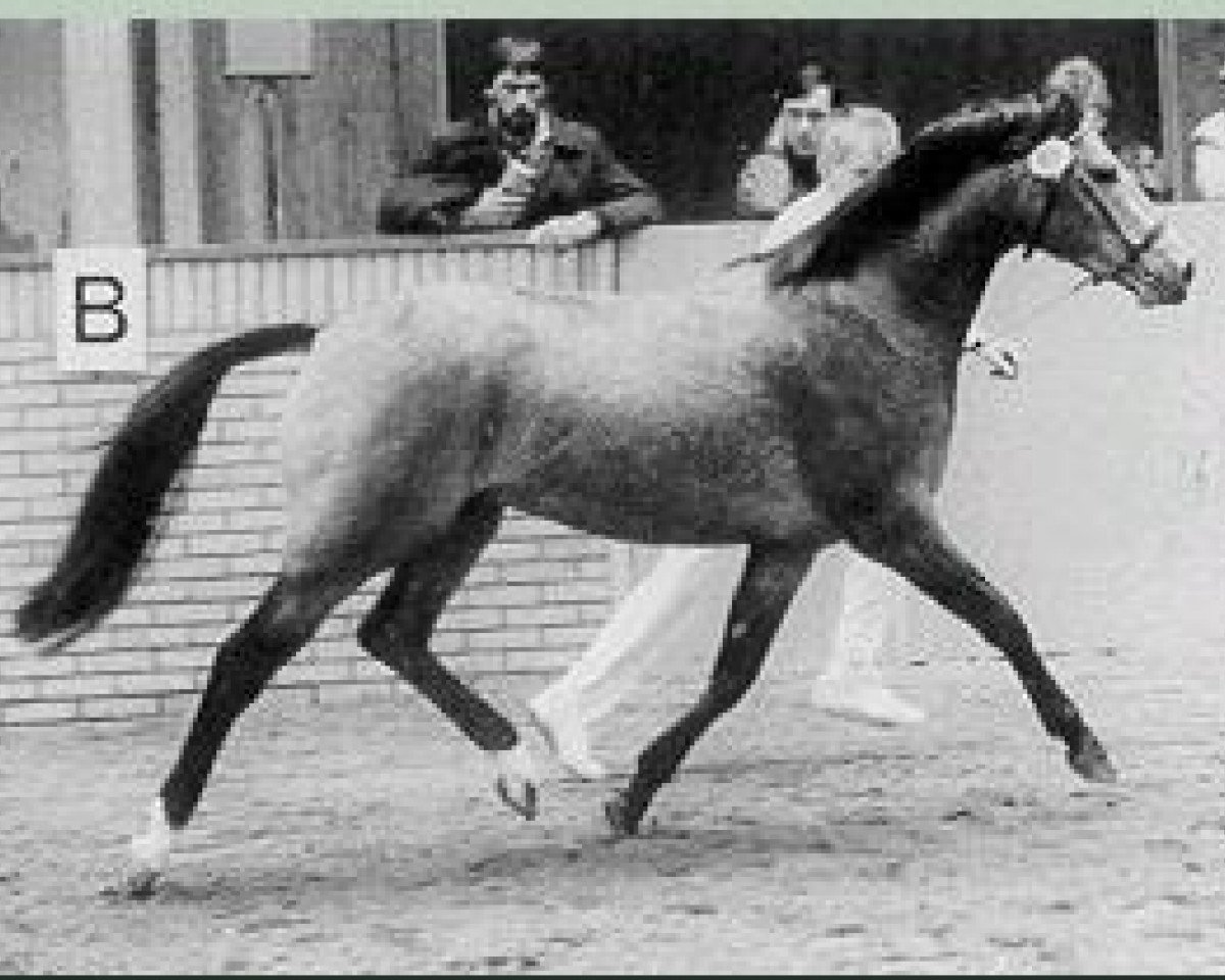 Deckhengst Orchard Limb-Lopper (Nederlands Welsh Ridepony, 1986, von Cocky Dundas xx)