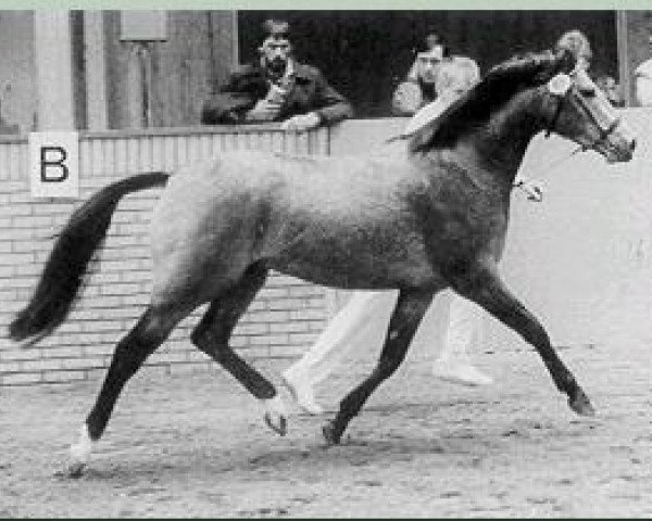 stallion Orchard Limb-Lopper (Welsh Partbred, 1986, from Cocky Dundas xx)