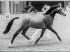stallion Orchard Limb-Lopper (Nederlands Welsh Ridepony, 1986, from Cocky Dundas xx)