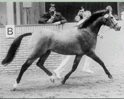 stallion Orchard Limb-Lopper (Nederlands Welsh Ridepony, 1986, from Cocky Dundas xx)