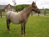 horse Petit Fleur (German Riding Pony, 1989, from Power Boy)