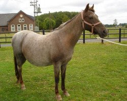 broodmare Petit Fleur (German Riding Pony, 1989, from Power Boy)