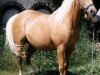 broodmare Vanessa (German Riding Pony, 1981, from Valentino)
