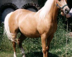 broodmare Vanessa (German Riding Pony, 1981, from Valentino)