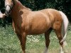 broodmare Dolly (German Riding Pony, 1986, from Derbino)