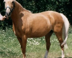 Zuchtstute Dolly (Deutsches Reitpony, 1986, von Derbino)