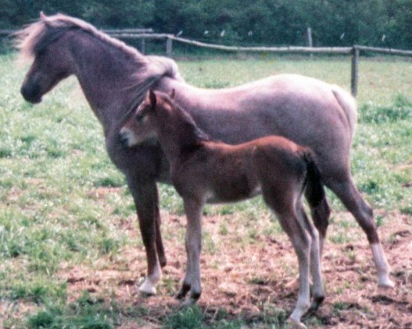 Zuchtstute Primula (Welsh Pony (Sek.B), 1965, von Revel Bookie)