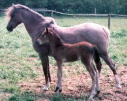 Zuchtstute Primula (Welsh Pony (Sek.B), 1965, von Revel Bookie)