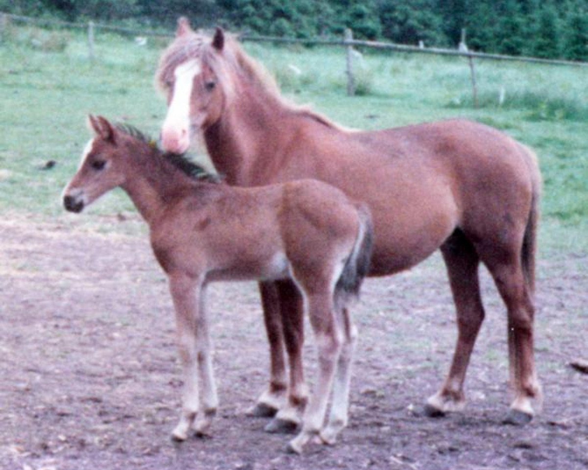 broodmare Peggy (Welsh-Pony (Section B), 1973, from Cardinal)