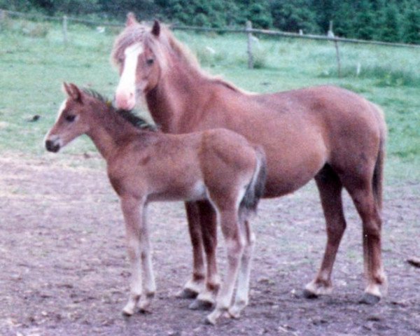 Zuchtstute Peggy (Welsh Pony (Sek.B), 1973, von Cardinal)