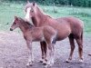 Zuchtstute Peggy (Welsh Pony (Sek.B), 1973, von Cardinal)