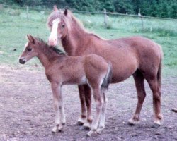 broodmare Peggy (Welsh-Pony (Section B), 1973, from Cardinal)