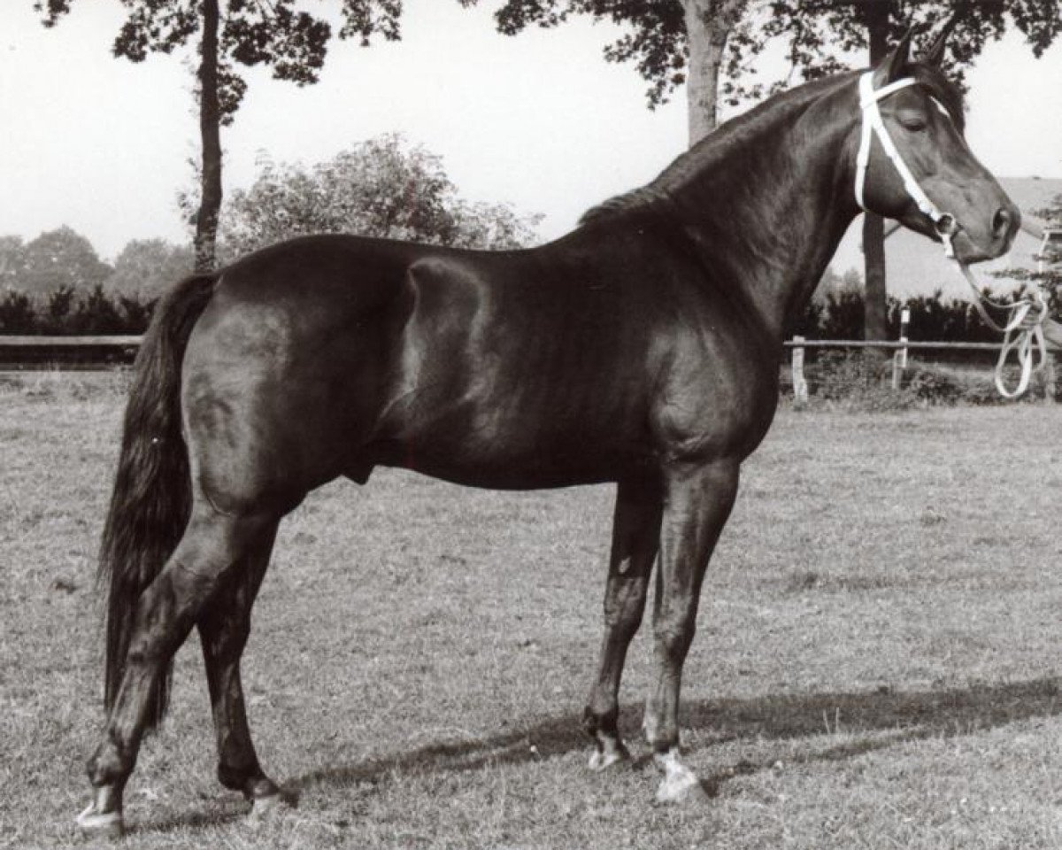 Deckhengst Croupier (Deutsches Reitpony, 1976, von Caid AA)