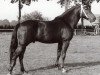 stallion Croupier (German Riding Pony, 1976, from Caid AA)