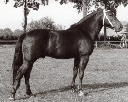 Deckhengst Croupier (Deutsches Reitpony, 1976, von Caid AA)