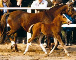 Zuchtstute Pauline (Deutsches Reitpony, 1981, von Croupier)