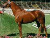 broodmare Pretty Kaiserin (German Riding Pony, 1993, from Kaiserjaeger xx)