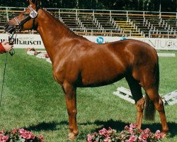 broodmare Pretty Kaiserin (German Riding Pony, 1993, from Kaiserjaeger xx)