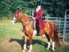 broodmare Nenti (German Riding Pony, 1995, from Top Nonstop)