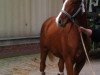 dressage horse Fayenne (Westphalian, 2012, from Fürst Donnerbube)