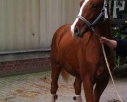 dressage horse Fayenne (Westphalian, 2012, from Fürst Donnerbube)