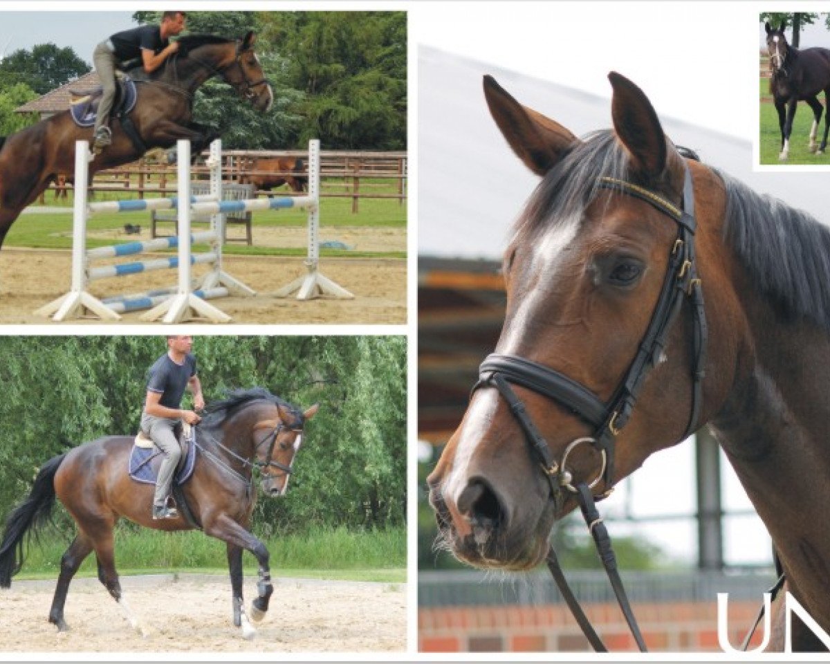 broodmare Unit 2 (Hanoverian, 2007, from Uccello)