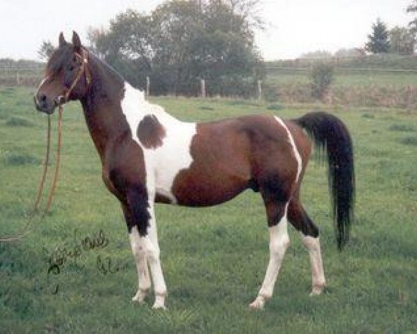 stallion Pawnee's Jewell (Pinto / Small Riding Horse, 1977, from Damat ox)