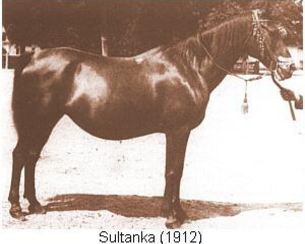 Zuchtstute Sultanka ox (Vollblutaraber, 1912, von Ilderim 1894 DB)