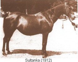 broodmare Sultanka ox (Arabian thoroughbred, 1912, from Ilderim 1894 DB)