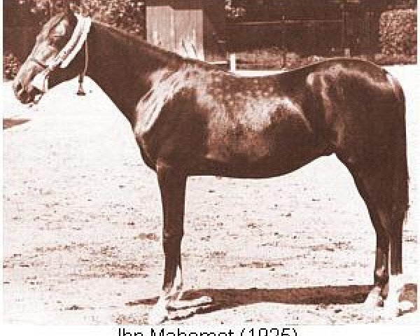 stallion Ibn Mahomet ox (Arabian thoroughbred, 1925, from Mahomet 1913 ox)